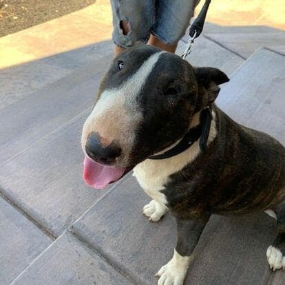 A bull terrier dog receiving dog training classes on a leash.