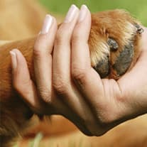 A person's hand holding a canine's paw during dog training.