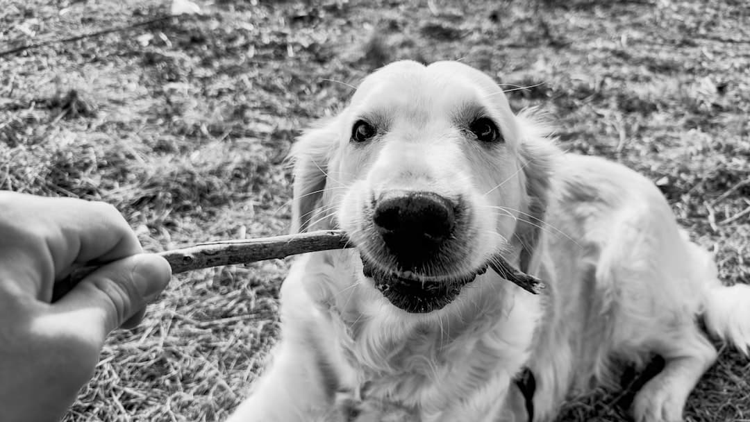 A person’s hand holds a stick while a golden retriever lying on the ground bites the other end of the stick. The image is in black and white.