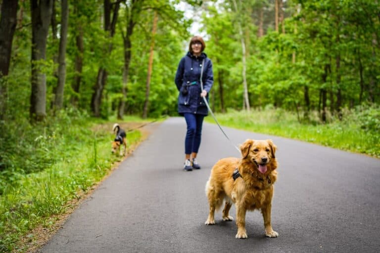 A woman walks two dogs on a paved path through a green forest. One dog stands close and looks at the camera, while the other sniffs near the edge of the path.