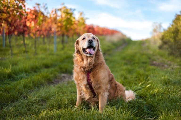 A golden retriever wearing a harness sits on green grass along a path, with rows of trees with red and green leaves in the background.