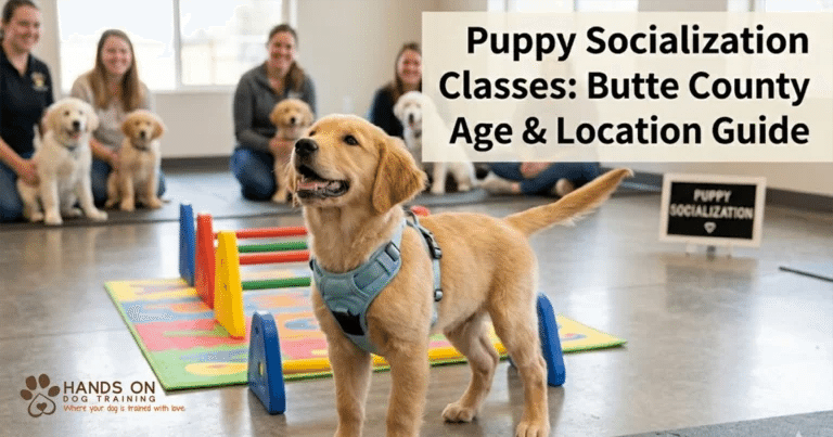 A golden retriever puppy stands in front of a small agility course in a classroom with other puppies and their trainers in the background.